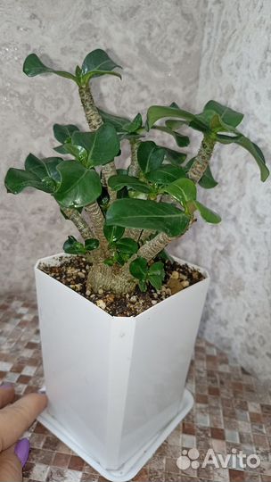 Адениум мини