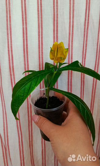 Пахистахис жёлтый