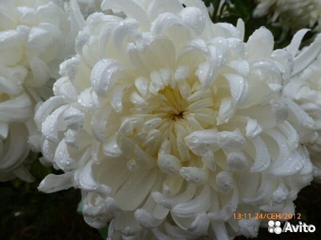 Хризантемы Сортовая Индийская Белая