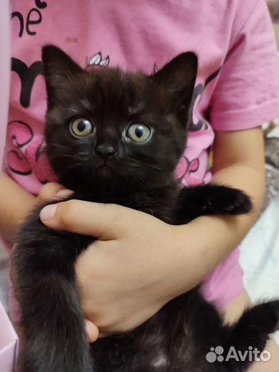 Котята