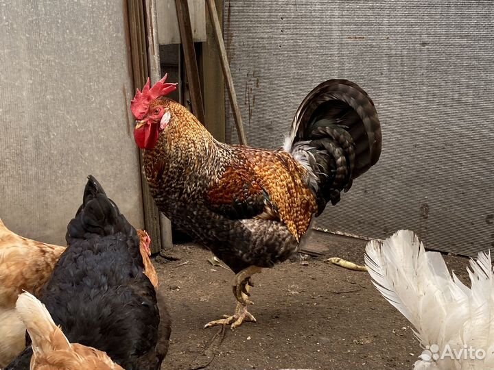 Продам петуха