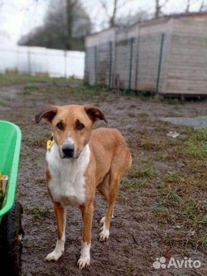 Красавец Фердинанд ищет дом в добрые руки