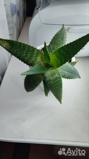 Лекарственное Алоэ