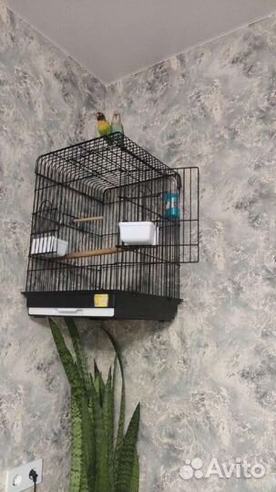 Попугай с клеткой