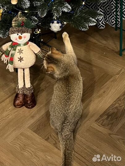 Отдам бесплатно в добрые руки, красивого котика