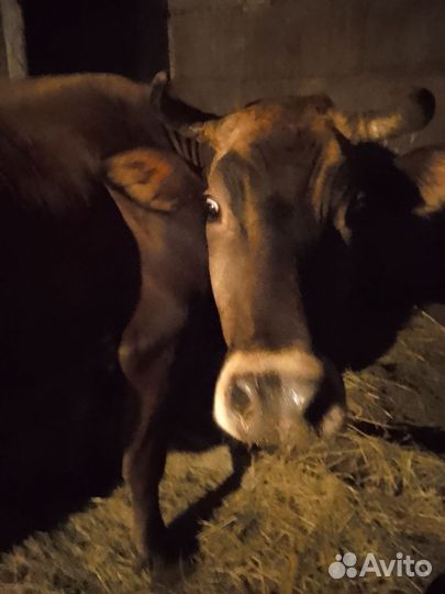 Корова дойная