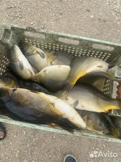 Рыба карп, амур, толстолобик