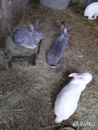 Кролики мясных пород