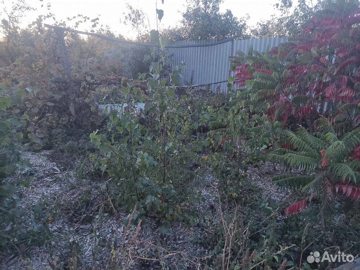 Саженцы дуба, березы, каштана