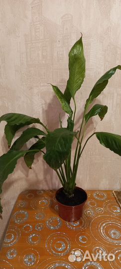 Спатифиллум