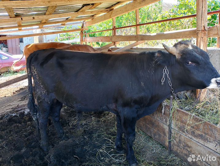 Два бычка одна телка