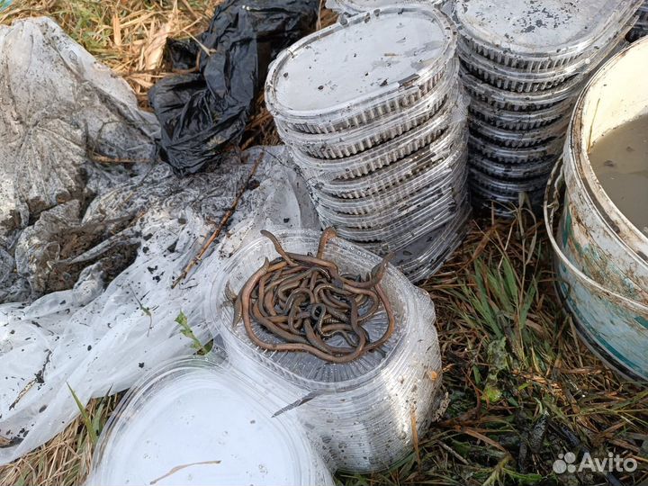 Черви зеленые