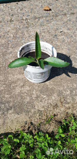 Каланхое Дегремона лечебное растение росток цветок