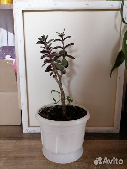 Комнатные домашние растения