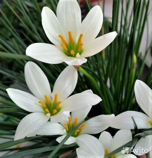 Зефирантес белый