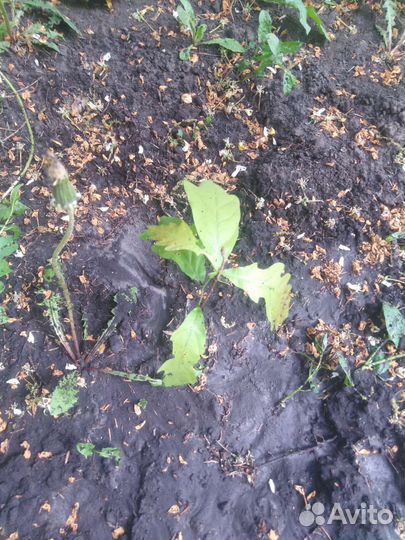 Саженцы дуба