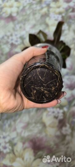 Кодиеум кротон Экселент