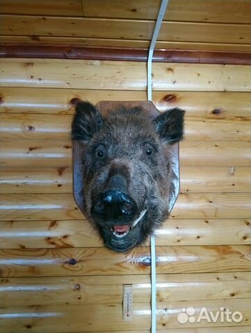 Чучело кабана