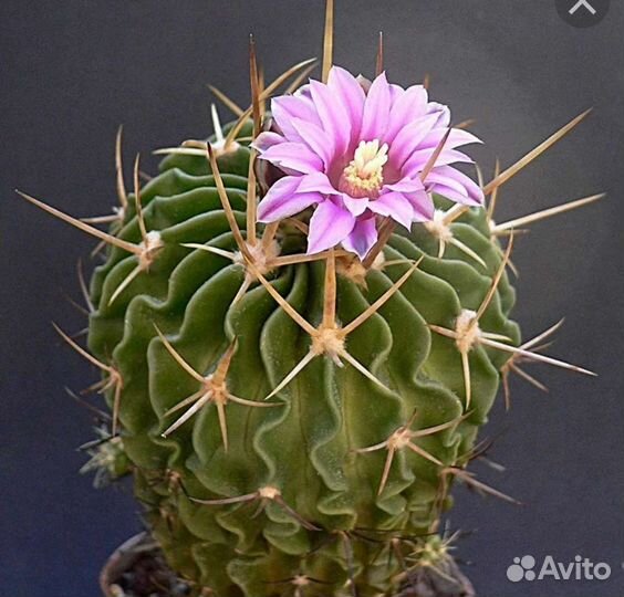 Кактус Стенокактус
