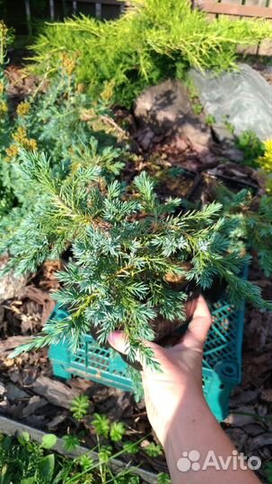 Можжевельник Блю Карпет