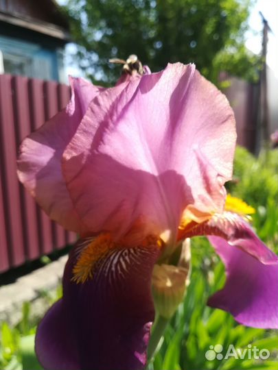 Ирис бородатый