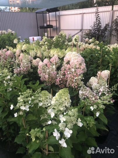 Туя Колумна. Туя Випкорд и другие. Растения