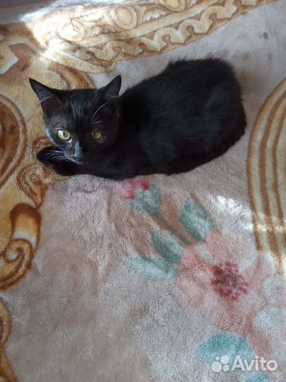 Передержка животных на время отпуска