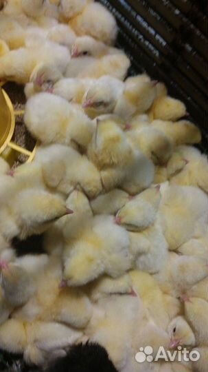 Бройлеры росс 308