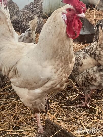 Ливенские ситцевые и Пушкинские