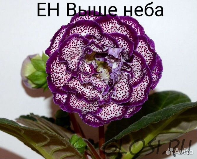 Глоксиния махровая сортовая