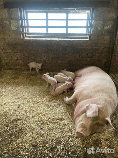 Поросята ландрас