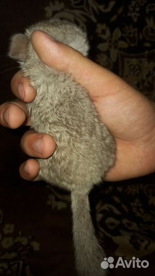 Шиншилла