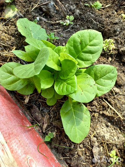 Рассада табака