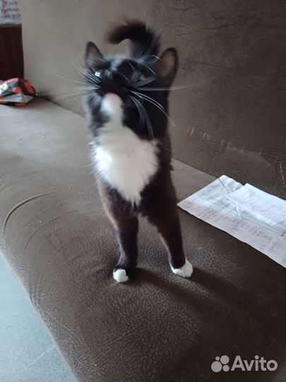 Кошка в дар