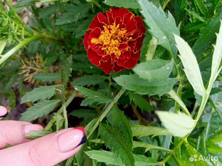 Цветы бархатцы