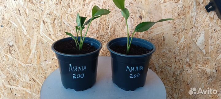 Антуриумы разных сортов