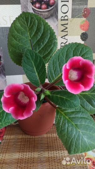 Глоксиния. Фуксия. Традесканция. Герань