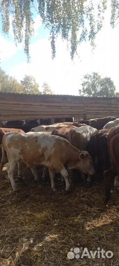 Бычки на доращивание