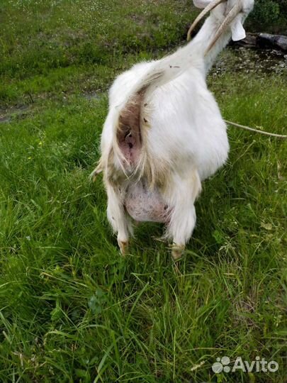 Зааненская дойная коза