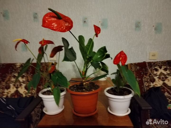 Цветы комнатные Антуриум