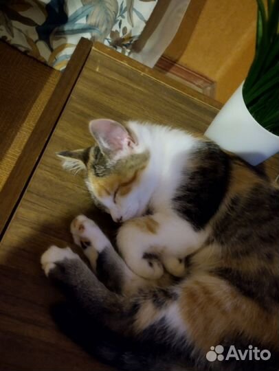 Кошка
