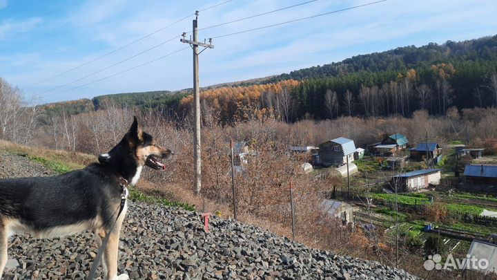 Собаки бесплатно