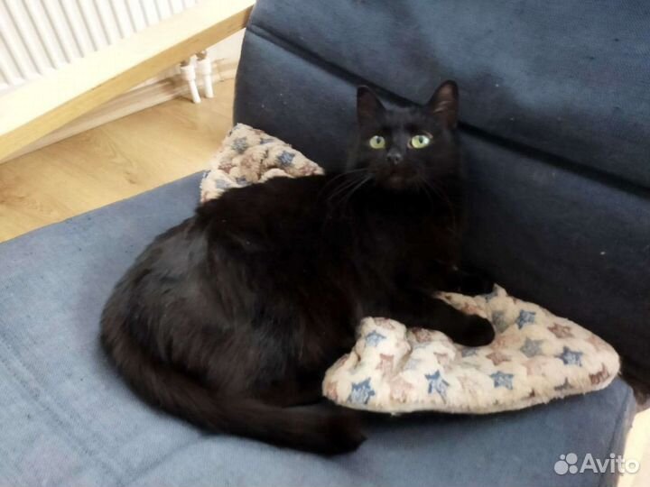 Кошка/кот/котенок Дуся