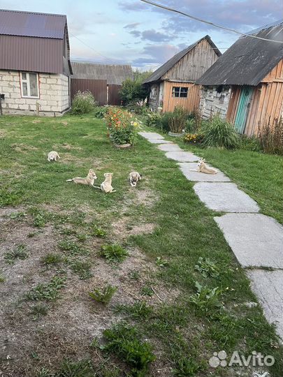 Продаются собаки Лайки