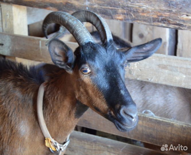 Коза дойная альпийская
