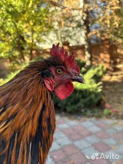 Молодой петух маран