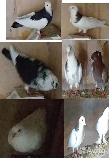 Голуби узбекские