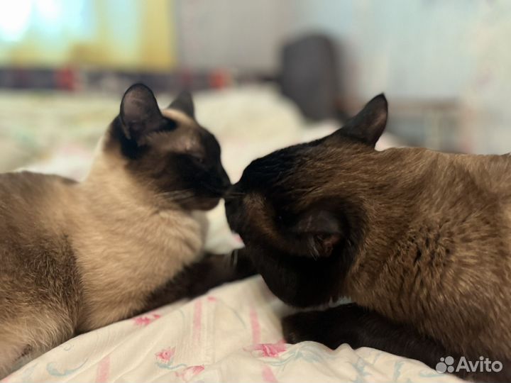 Такйские котята