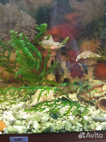 Аквариумные растения