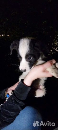 Собака в добрые руки щенок